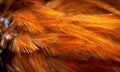 Red and orange rooster feathers. background or texture Royalty Free Stock Photo