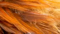 red and orange rooster feathers. background or texture Royalty Free Stock Photo