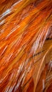 red and orange rooster feathers. background or texture Royalty Free Stock Photo