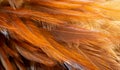 Red and orange rooster feathers. background or texture Royalty Free Stock Photo
