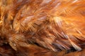 Red and orange rooster feathers. background or texture Royalty Free Stock Photo