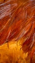 red and orange rooster feathers. background or texture Royalty Free Stock Photo