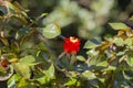 Red orange rose bloom in the summer in the country garden, selective focus Royalty Free Stock Photo