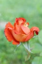 red orange rose flower blossom bud, close up with green background Royalty Free Stock Photo