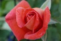 red orange rose flower blossom bud and morning dew, close up with green background Royalty Free Stock Photo