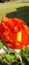 red orange rose flower blossom bud and morning dew, close up with green background Royalty Free Stock Photo