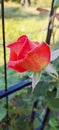 red orange rose flower blossom bud and morning dew, close up with green background Royalty Free Stock Photo