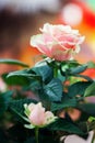 Red and orange rose flower close-up photo with shallow depth of Royalty Free Stock Photo