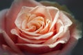 Red and orange rose flower close-up photo with shallow depth of Royalty Free Stock Photo