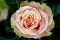 Red and orange rose flower close-up photo with shallow depth of Royalty Free Stock Photo