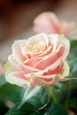 Red and orange rose flower close-up photo with shallow depth of Royalty Free Stock Photo