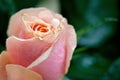 Red and orange rose flower close-up photo with shallow depth of Royalty Free Stock Photo