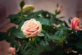 Red and orange rose flower close-up photo with shallow depth of Royalty Free Stock Photo