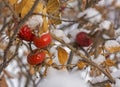 Red and orange rose hips covered with snow Royalty Free Stock Photo