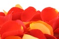 Red and orange rose petals Royalty Free Stock Photo