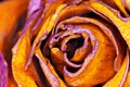 Red-orange Rose - rote Rose Royalty Free Stock Photo