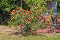 Red Roses Bush Garden Royalty Free Stock Photo