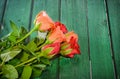 Red and orange roses flowers on green wood background, close up Royalty Free Stock Photo