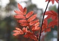 Red orange rown leaves on the tree branch in autumn Royalty Free Stock Photo