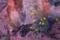 Red and Orange Sandstone Rock Formations along the Bone Wash Elephant Arch Trail in Red Cliffs National Desert Reserve in Saint Ge Royalty Free Stock Photo