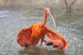 The red-orange scarlet ibis is playing in the water Royalty Free Stock Photo