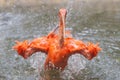 The red-orange scarlet ibis is playing in the water Royalty Free Stock Photo