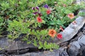 Red and orange small trumpet-shaped flowers of Calibrachoa in October