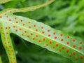 Orange sporangium cluster on large structure fern leaf