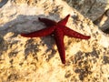 Red-orange Starfish lying on the rocks at the edge