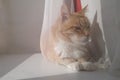 Red orange striped with white cat sitting on the window sill curtain. Experienced old smart cat basking in the sun Royalty Free Stock Photo