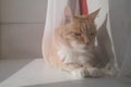 Red orange striped with white cat sitting on the window sill curtain. Experienced old smart cat basking in the sun Royalty Free Stock Photo