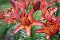 Red / Orange Summer Lillies Royalty Free Stock Photo