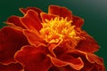 Red-orange Tagetes flower very close up on dark green background Royalty Free Stock Photo