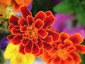 Red and orange terry flower macro for background. The yellow center of the flower and a thin yellow border on the petals, merigold Royalty Free Stock Photo