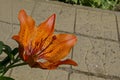 Red orange Tiger Lily or Tiger Lilium flower blooming in a garden, district Drujba Royalty Free Stock Photo