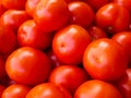 Red-orange tomatoes close-up. Beautiful red fresh tomatoes, close up, agriculture environmentally friendly, it is useful. For Royalty Free Stock Photo