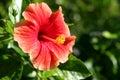 Red Orange Tropical Hibiscus