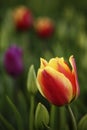 Red and orange tulip bloom, red beautiful tulips field in spring time with sunlight, floral background, garden scene, Holland, Net Royalty Free Stock Photo