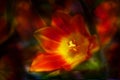 Red orange tulip blossom with pistil and stamen glowing in a bouquet of flowers, copy space, selected focus