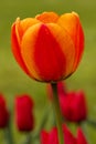 Red and Orange Tulip Portrait Royalty Free Stock Photo
