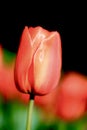 Red orange tulip spring flowers Royalty Free Stock Photo