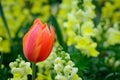 Red Orange Tulip yellow snapdragon background Royalty Free Stock Photo