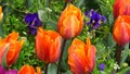 Red orange Tulipa \'Prinses Irene\' in a garden bed in spring. Close-up photo.