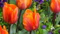 Red orange Tulipa \'Prinses Irene\' in a garden bed in spring combination planting. Close-up photo of flower heads.