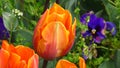 Red orange Tulipa \'Prinses Irene\' in a garden bed in spring combination planting.