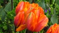 Red orange Tulipa \'Prinses Irene\' in a garden bed in spring combination planting.