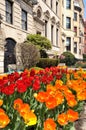 Red and Orange Tulips in the City