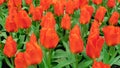 Red-orange tulips closeup with copy space. Field of orange tulips, top view. Floral wallpaper. Botanical variety of tulips grown