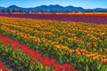 Red Orange Tulips Fields Farm Skagit County, Washington