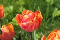 Red orange tulips flowers growing in the garden.Tulips in sunlight Royalty Free Stock Photo